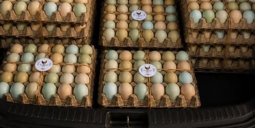 Bandejas de huevos apiladas y amarradas, cargadas para la ruta de reparto